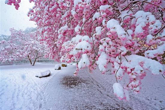 当地时间2021年4月6日，德国法兰克福，当地迎来降雪天气，雪花挂在枝头的花瓣上。